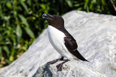 razorbill, sea bird, nature