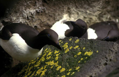 common guillemot, sea bird, nature