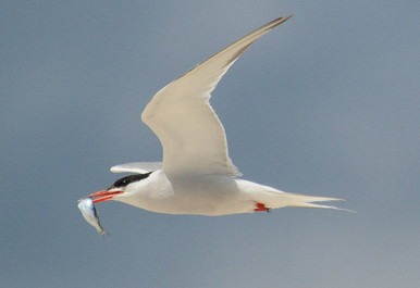 common tern, sea bird, nature, in flight with fish