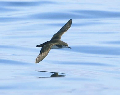 manx shearwater, sea bird, in flight, nature