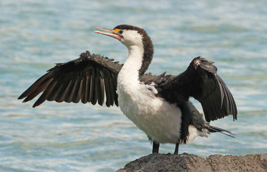 shag, sea bird, drying feathers in wind, nature