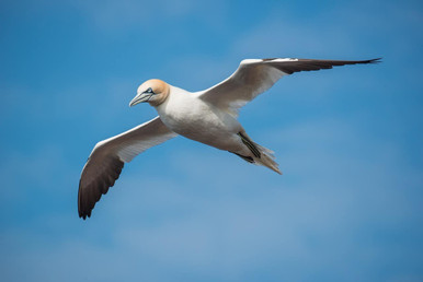 northern gannet, sea bird, in flight, nature