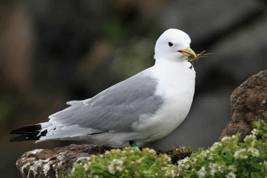 fulmar, sea bird, nature