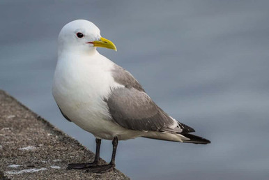 Kittiwake, sea bird, nature, uk