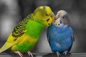 budgie, bird