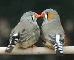 zebra finch bird