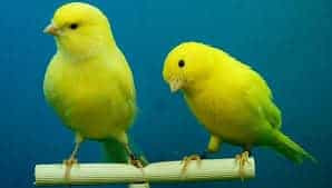 canary bird