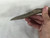 Real Rare Historical Mayan Chert Uniface Sacrificial Blade Belize Knife 0 to 500CE
