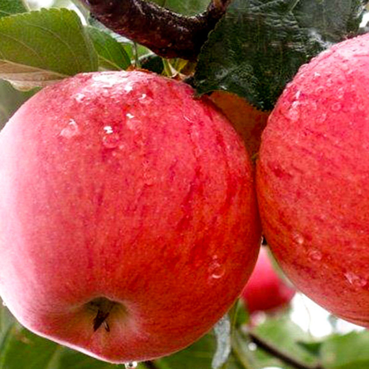 Fuji Apple Tree