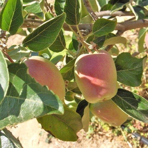 Anna Apple tree