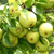 Orient Pear tree