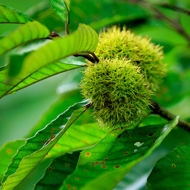 chestnuts tree