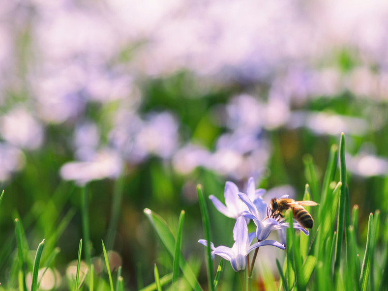 What’s all the buzz about bee pollen?