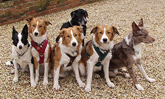 flyball, agility, walking and dog training harness