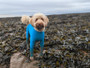 Equafleece Summer Suit