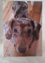 Dachshund 1