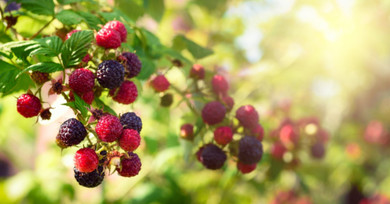 Frostproof Garden Supply — Here For All Of Your Garden Harvest Needs Frostproof Garden Supply — Here For All Of Your Garden Harvest Needs