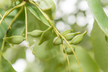 Four Specialty Gardening Tools to Try This Year Four Specialty Gardening Tools to Try This Year