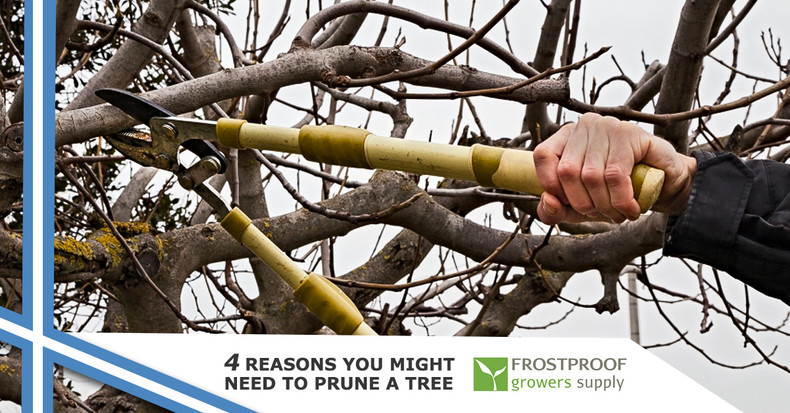​4 Reasons You Might Need to Prune a Tree