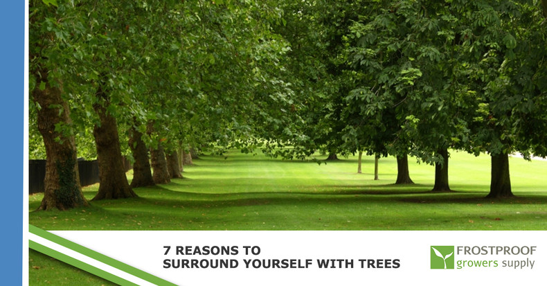 ​7 Reasons To Surround Yourself With Trees