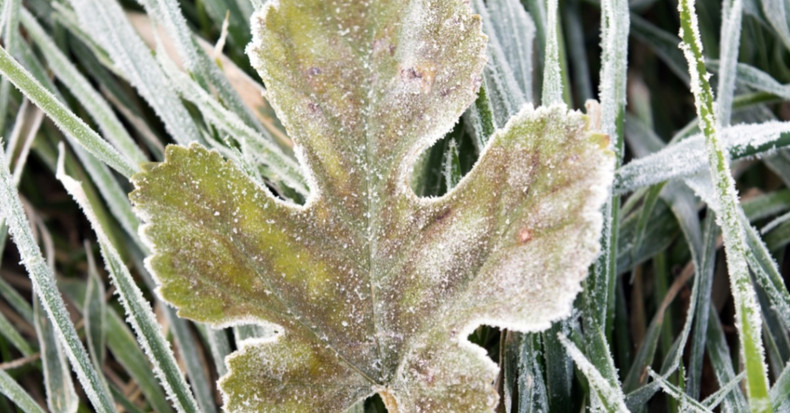 How to Protect Your Plants From Frost