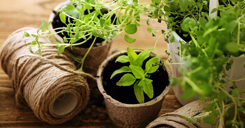 Why You Should Start Your Garden From Seeds