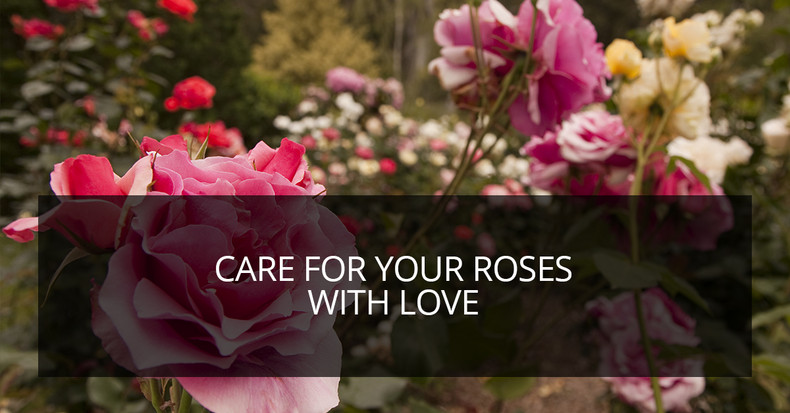 ​Love Your Roses? Treat Them To the Best Garden Hand Tools From Frostproof!