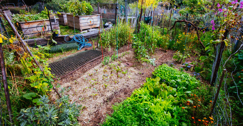 How To Start Gardening