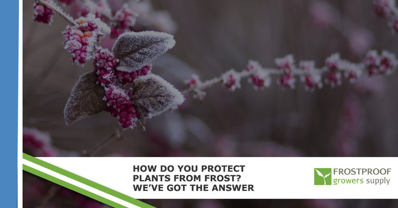 ​How Do You Protect Plants From Frost? We’ve Got the Answer