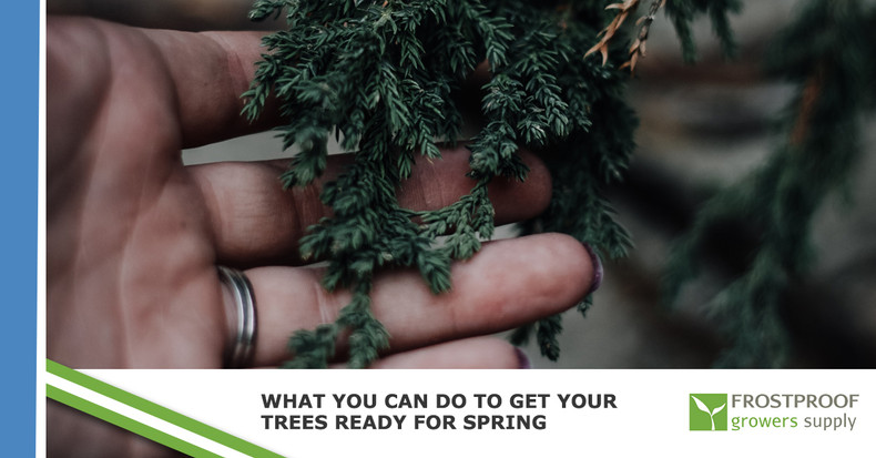 ​What You Can Do To Get Your Trees Ready For Spring