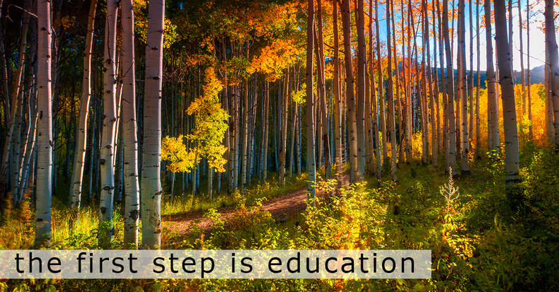 ​Woodland Trees and Fungus Troubles