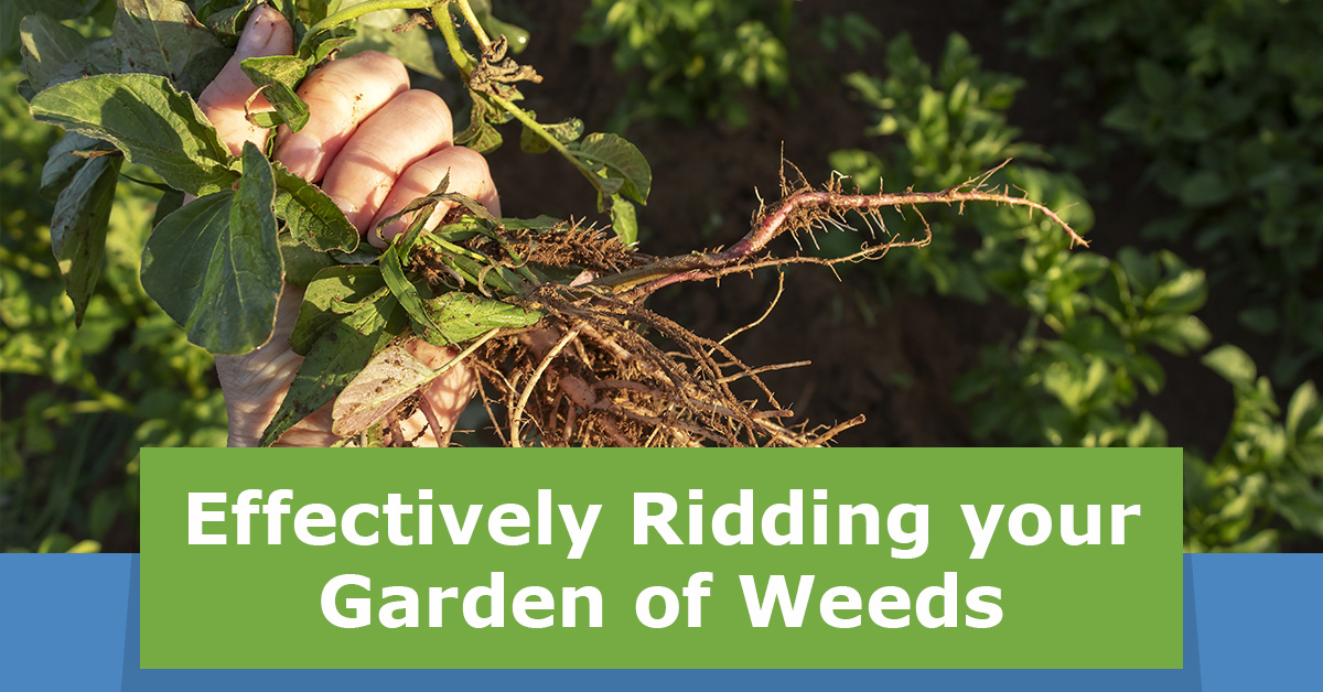 garden-weeds-hero.jpg