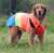 Search and Rescue Dog Coat - M/L/XL