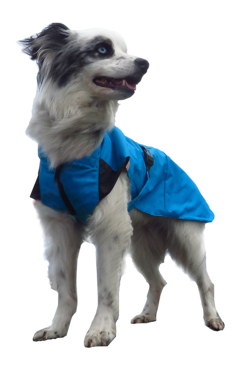  Sporty K9 Chicago Cubs Dugout Dog Jacket, Extra Large : Pet  Coats : Sports & Outdoors