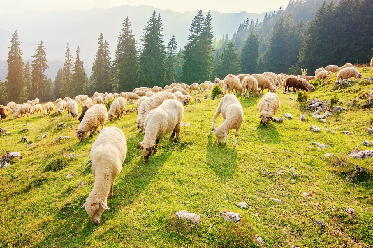 Merino Wool Comforters