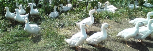 Scandinavian Goose Down Comforter Summer