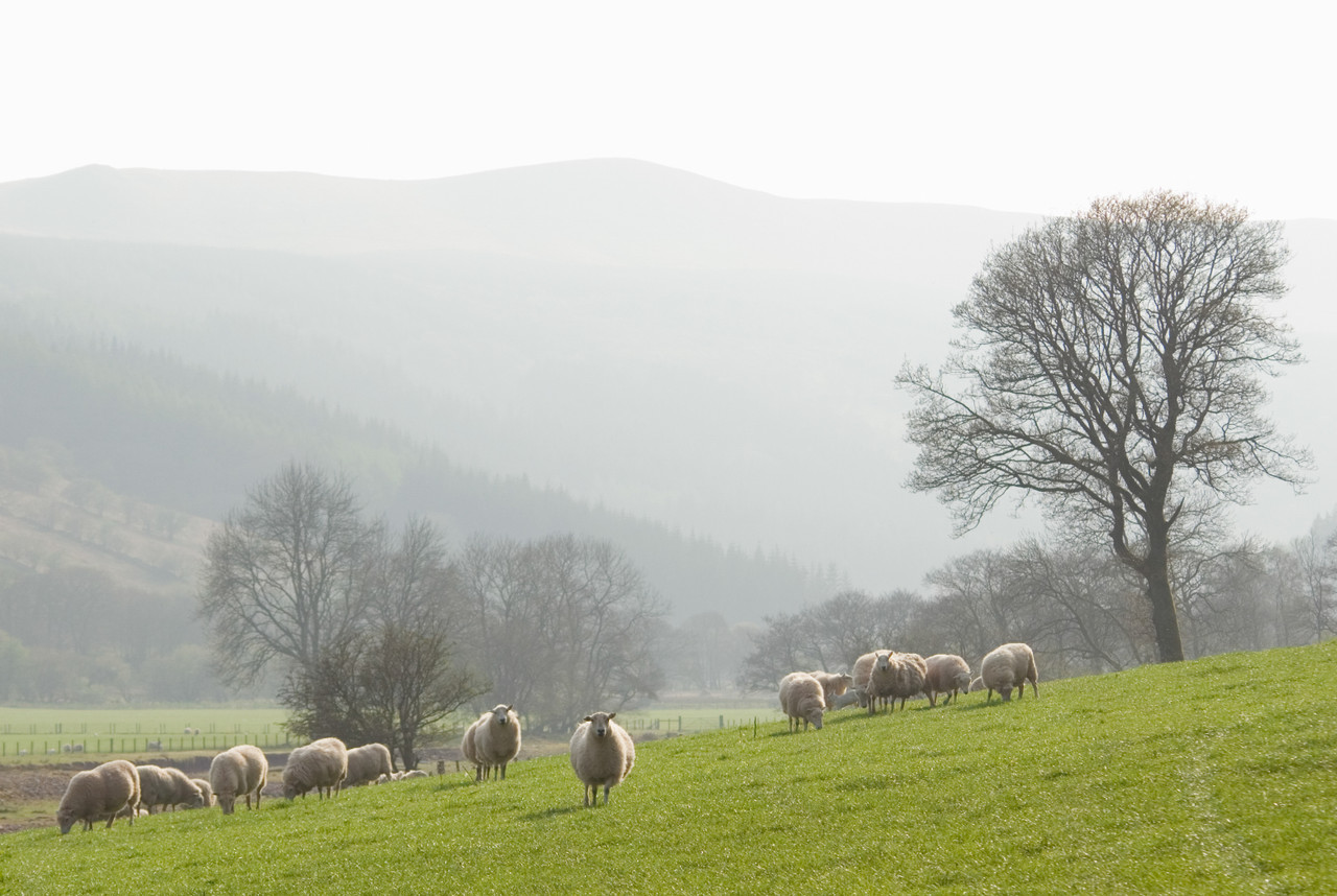 Merino Wool Comforters & Duvets