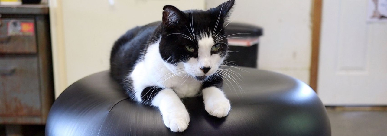 kitty tube cat house