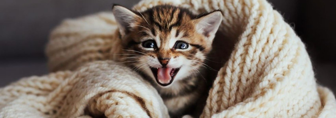 kitty tube cat house