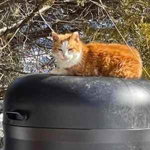 A cat sitting on top of his Kitty Tube Outdoor Insulated Cat House in the sun