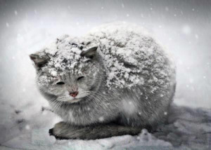 elderly-cat-snow-300x214.jpg