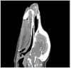 Dog's Head - Phantom for CT & X-Ray