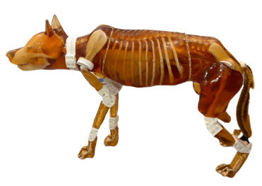 Dog Phantom for Ultrasound and X-RAY/CT training