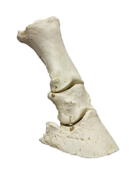 Horse Foot, Flexible