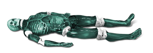 ERLER-ZIMMER Model FLB03, Adult Full Body manikin X-Ray, CT, US without muscles