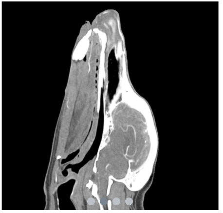 Dog's Head - Phantom for CT & X-Ray