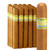 Cuban Heirloom Connecticut Toro (6x54 / Bundle 20)