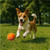 Altitude Alfie Pet Ball, Azulwear Pet Gifts South Africa