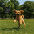 Altitude Catch Pet Frisbee, Azulwear Pet Gifts South Africa