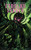 Cthulhu Senryu, by Nick Mamatas (Paperback)